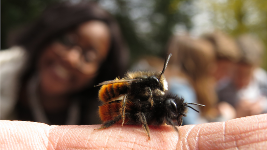 meisje met twee bijen op de vinger
