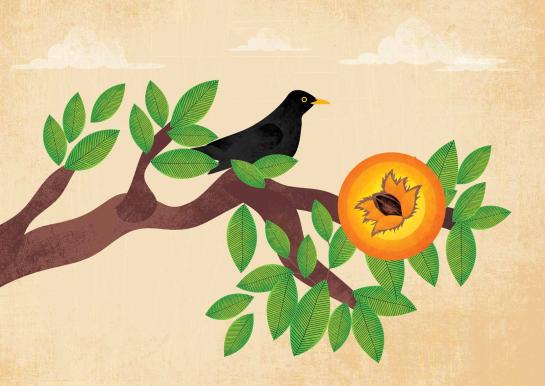 Boom zkt school prent 4 merel en laatste zaadje op tak