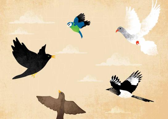 Boom zkt school prent 6 merel, duif, ekster, mus, pimpelmees