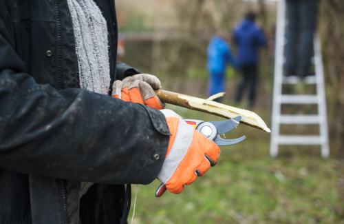 persoon met tuinhandschoenen, snoeischaar en tak